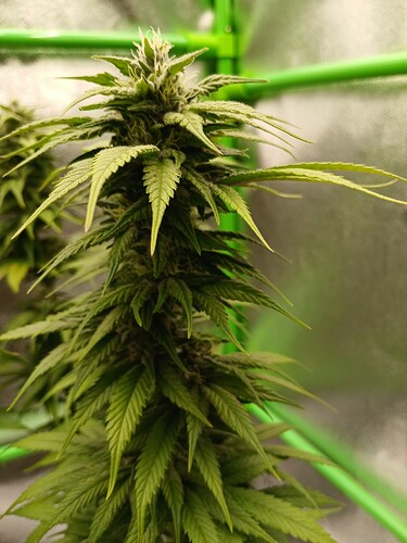 Growreport Bild 23