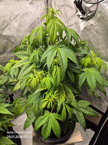 Eine einzelne Cannabis-Pflanze in einem Grow-Zelt, aufgenommen am 29.01.2026.