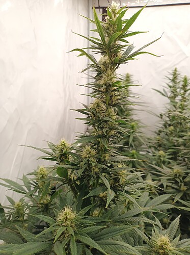 Growreport Bild 2