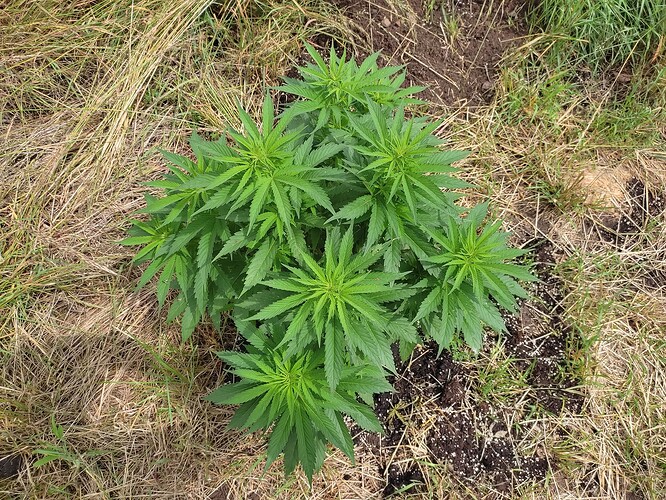 Growreport Bild 16