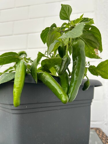 Growreport Bild 52
