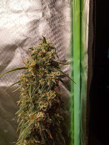 20240721_194052_HDR