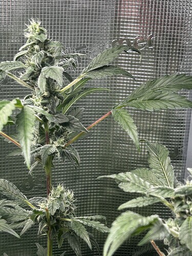 Growreport Bild 5