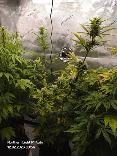 Drei Cannabis-Pflanzen in einer Growbox, die sich in der Blütephase befinden.