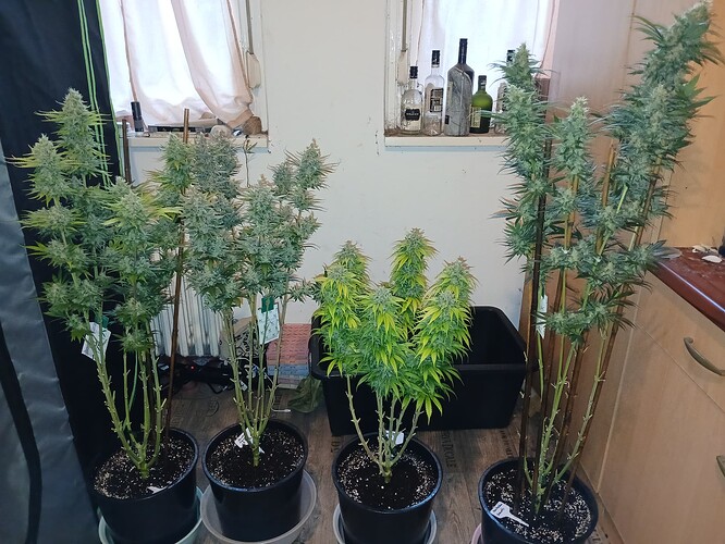 Growreport Bild 1