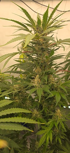 Growreport Bild 6