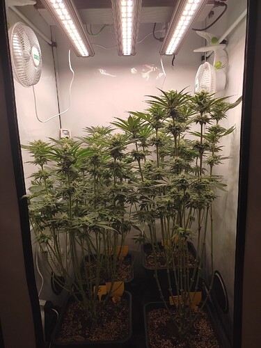 Growreport Bild 27