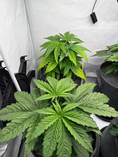 Growreport Bild 9