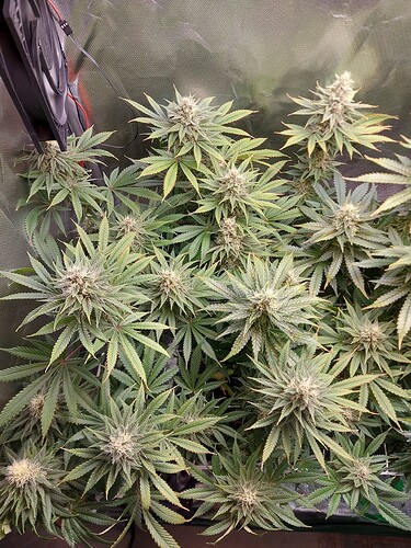 Growreport Bild 8