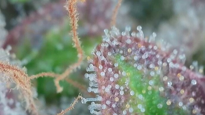 Growreport Bild 48