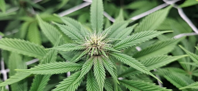 Growreport Bild 7