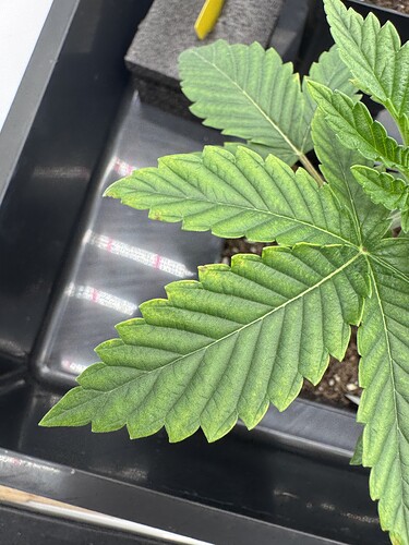 Growreport Bild 2