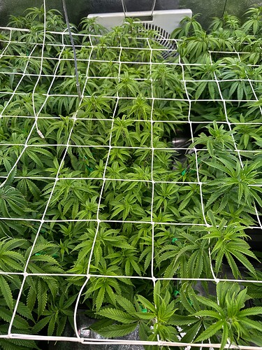 Growreport Bild 26