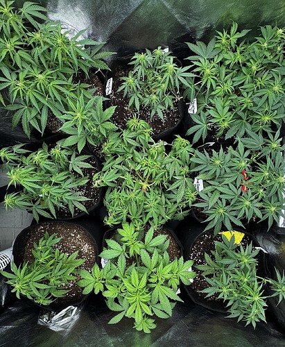 Growreport Bild 3
