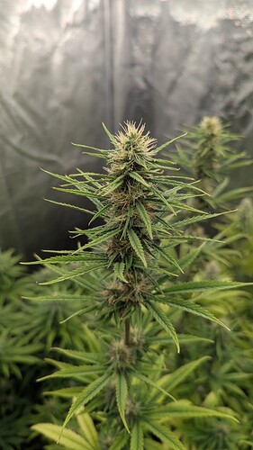 Growreport Bild 12