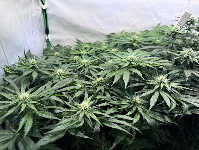 Growreport Bild 14