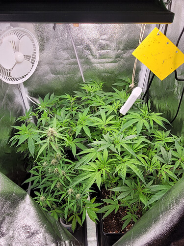 Growreport Bild 3