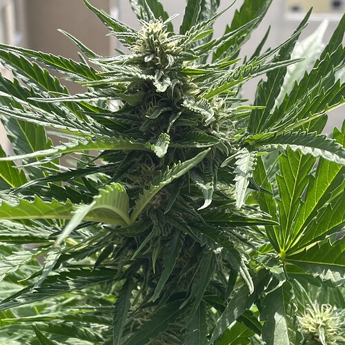 Growreport Bild 9