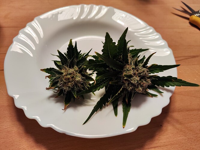 Growreport Bild 2