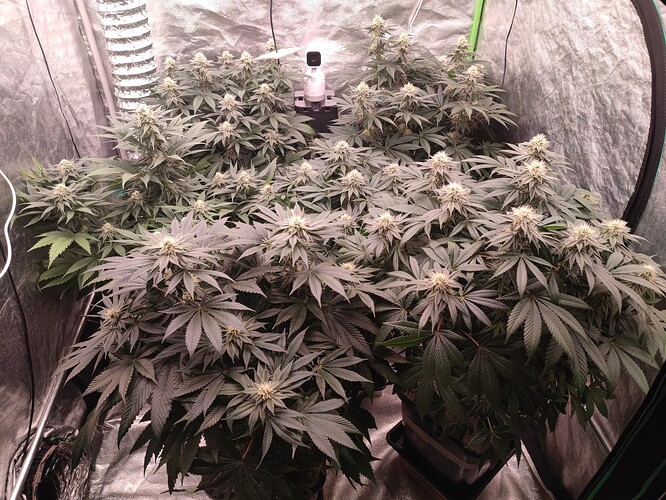 Growreport Bild 72