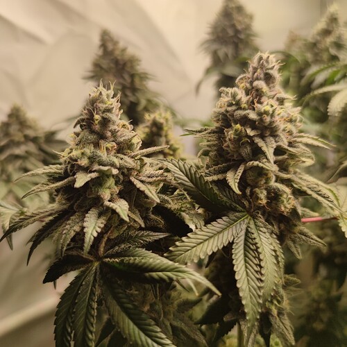 Growreport Bild 3