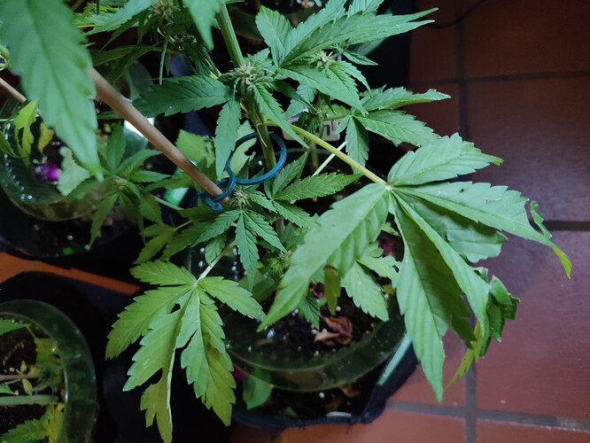Growreport Bild 20