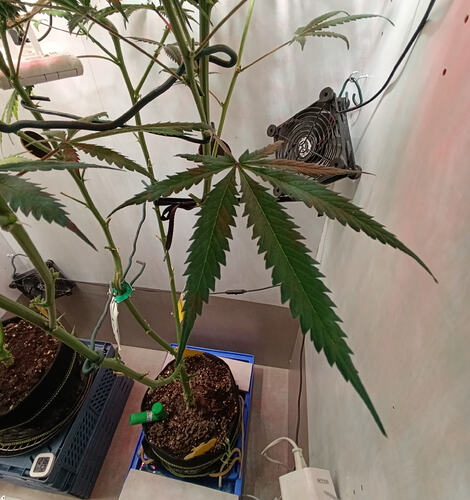 Growreport Bild 2
