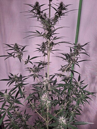 Growreport Bild 216