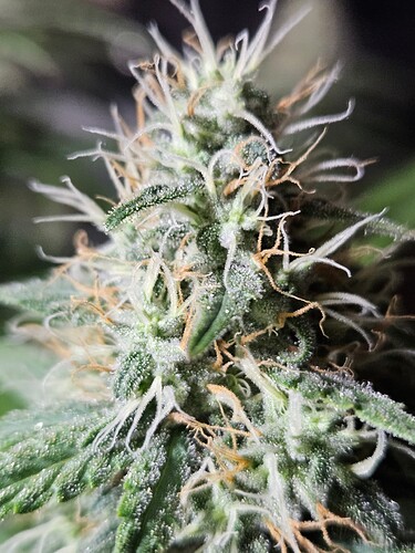 Growreport Bild 12