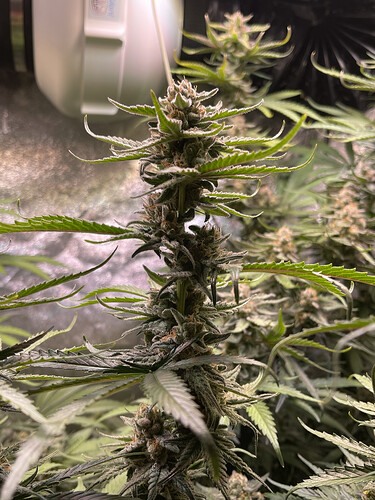 Growreport Bild 3