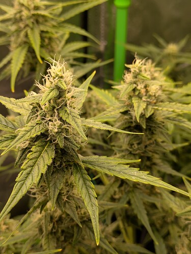 Growreport Bild 34