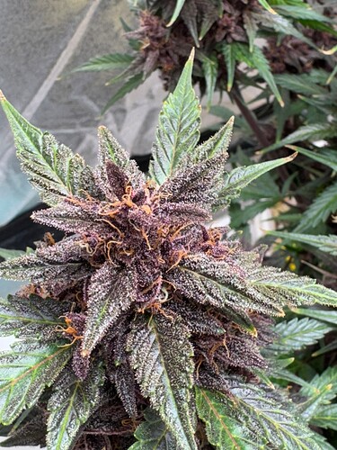 Week 12 Maturing0