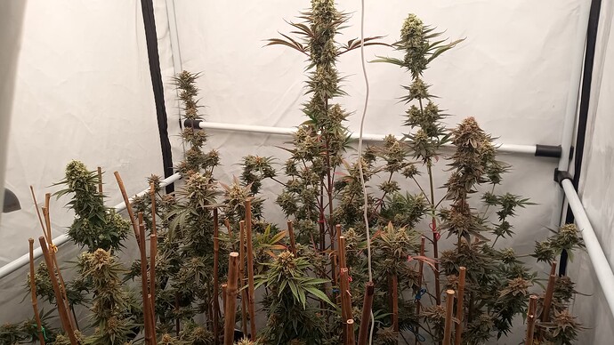 Growreport Bild 2