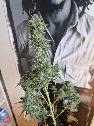 Growreport Bild 4