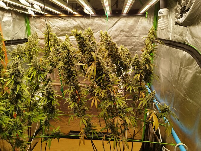 Mehrere blühende Cannabispflanzen in einem Zelt unter LED-Lampen, mit dichtem Blütenstand und einigen gelben Blättern.