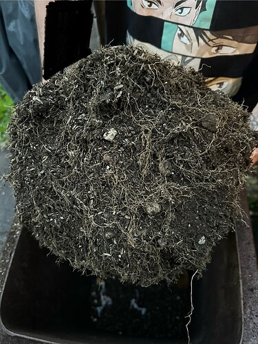 Growreport Bild 44