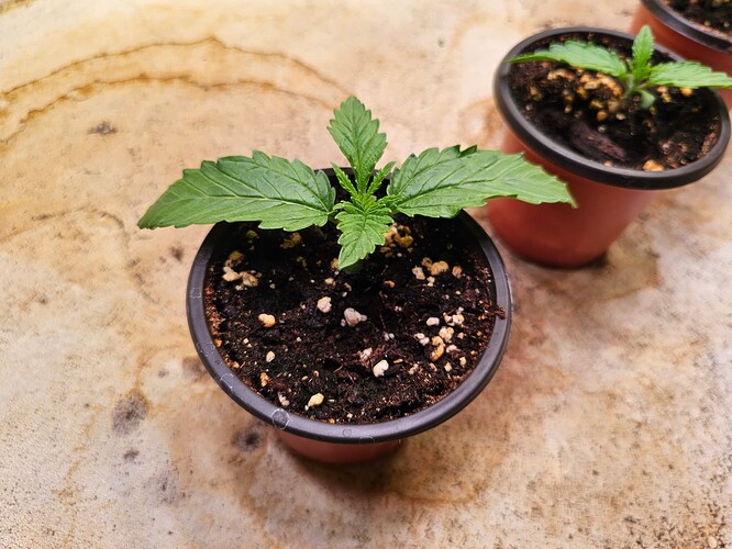Growreport Bild 5