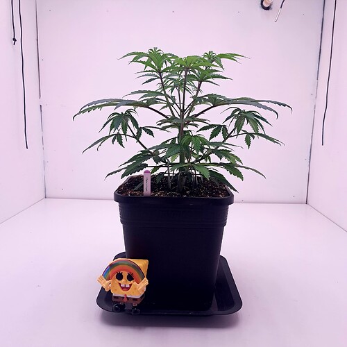 Growreport Bild 1