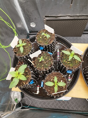 Growreport Bild 2