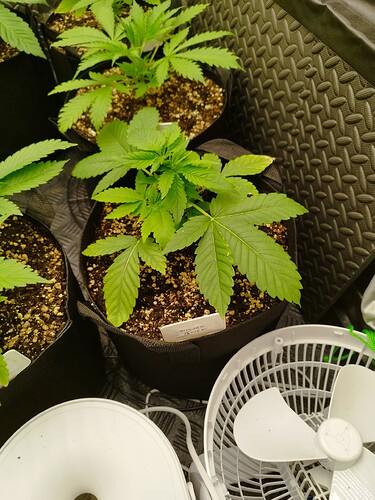 Drei junge Cannabispflanzen in Vlies-Töpfen, eine davon mit einem Namensschild, das 'Mimosa Gusher' anzeigt. Im Vordergrund sind zwei Ventilatoren zu sehen.