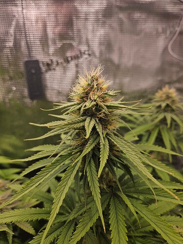 Growreport Bild 20