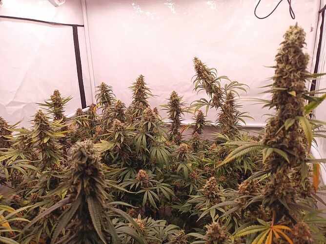 Growreport Bild 18
