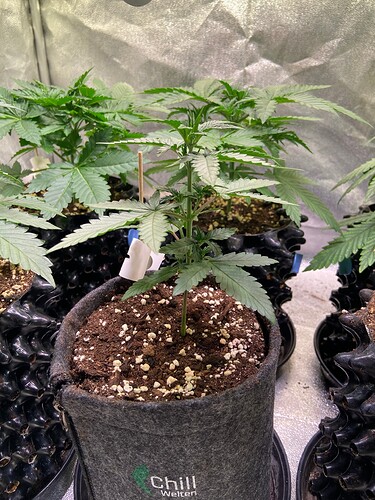 Growreport Bild 3