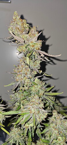 Growreport Bild 40
