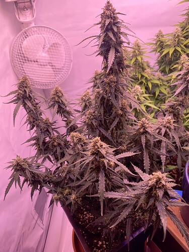 Growreport Bild 7