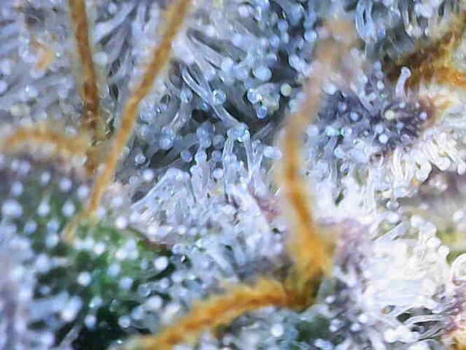 Growreport Bild 14