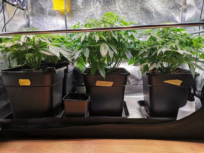 Mix grow BT14 (1)