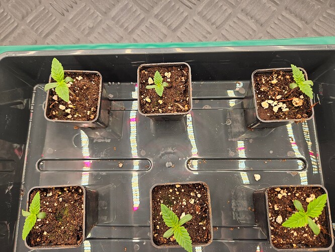 Growreport Bild 3
