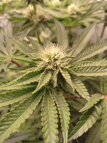 Growreport Bild 25