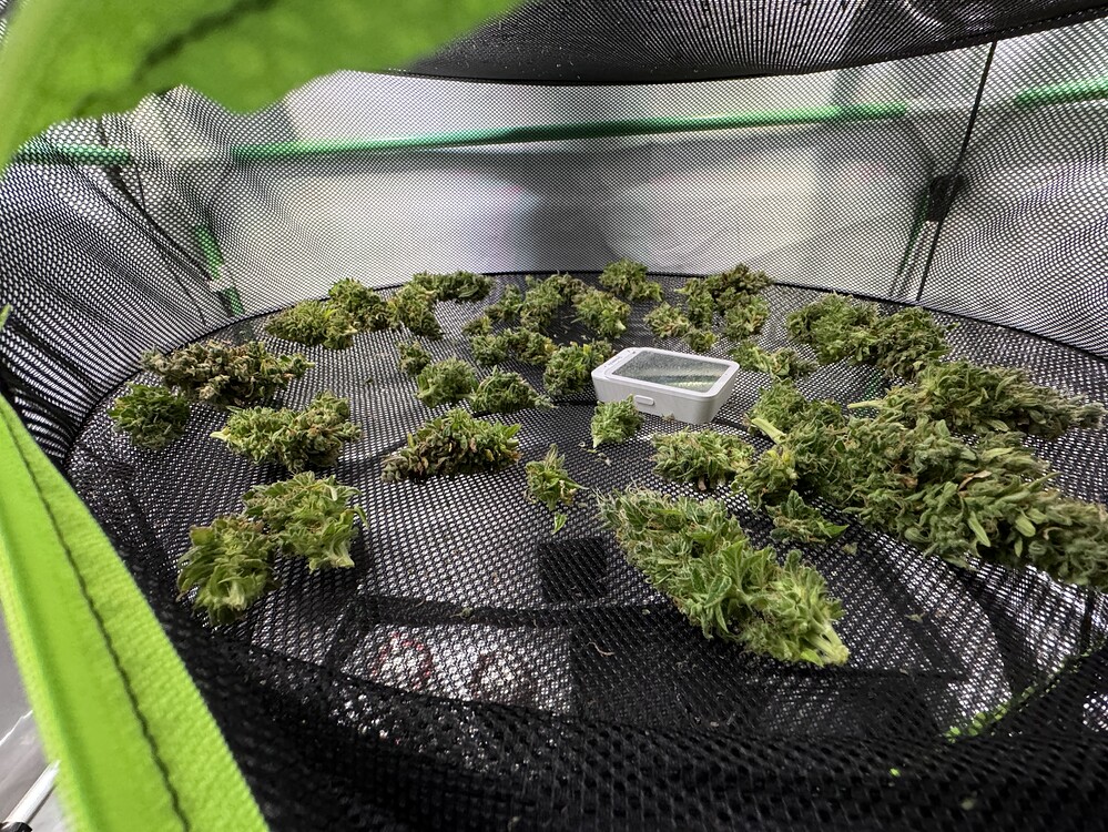 [Geerntet 21.09.2024] Cookies Kush 🍪 im kleinsten Zelt der Welt